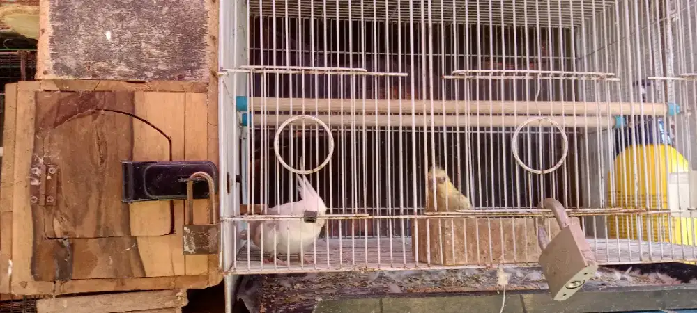 Burung falk sepasang