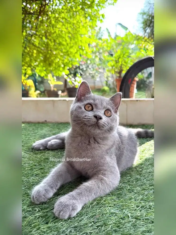 Kitten BSH Kucing British Short Hair