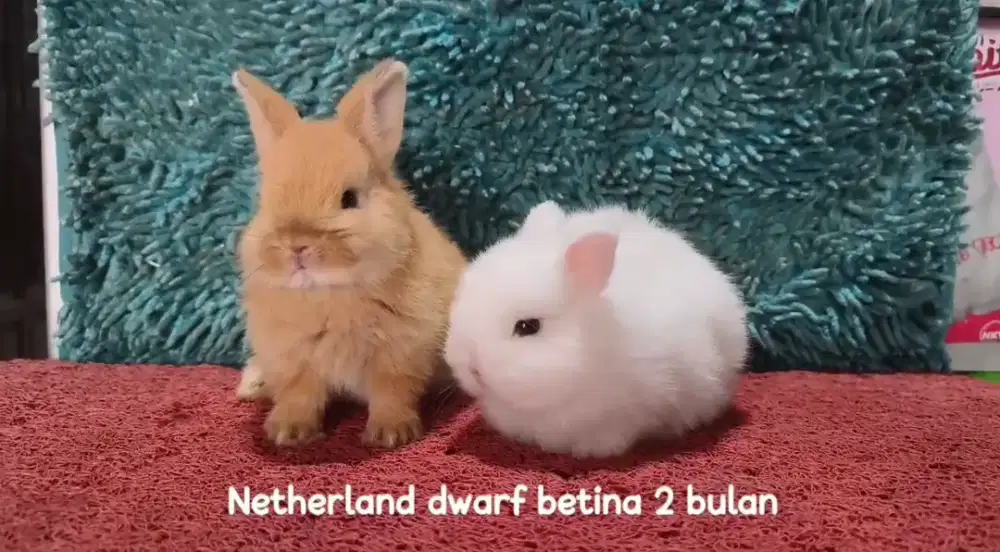Anakan kelinci Netherland Dwarf 2 bulan warna oren dan putih mata biru