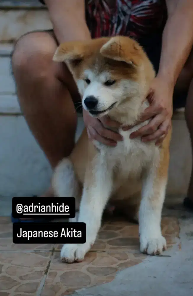 Akita Panda diamond Grade