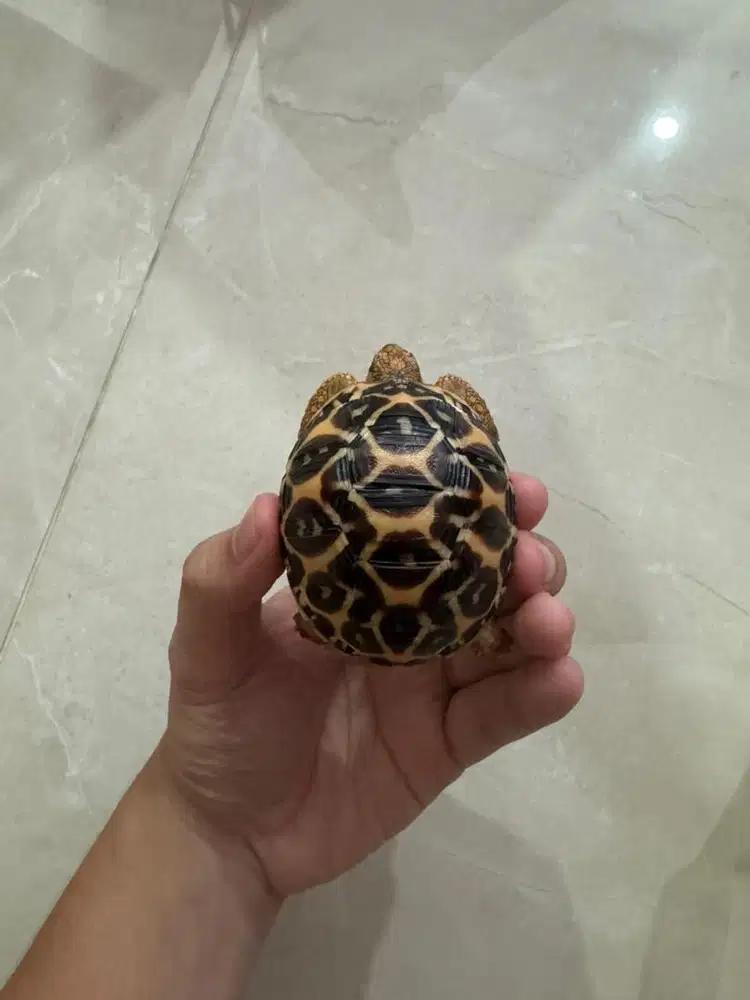 baby kura kura Indian Star