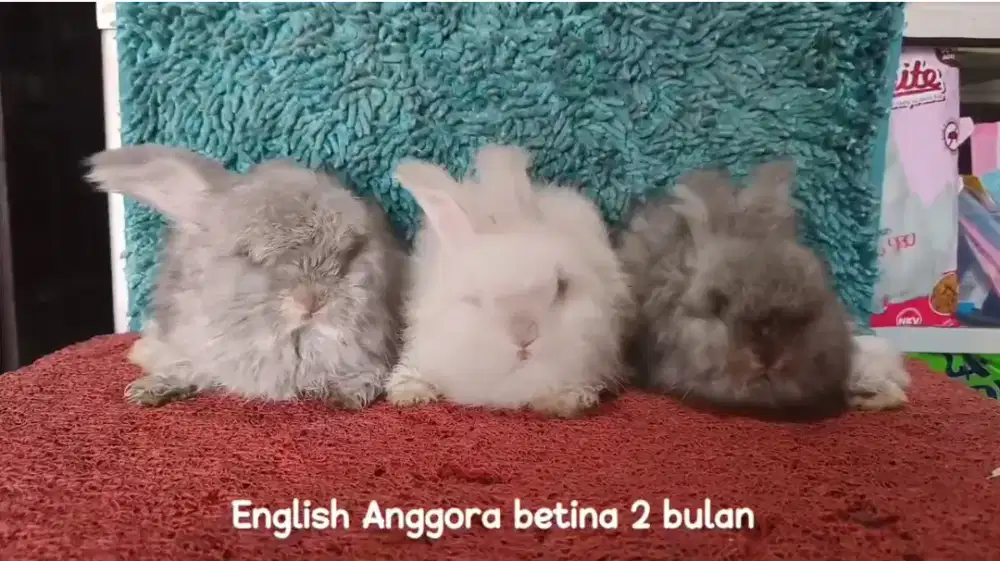 Anakan Kelinci English Anggora usia 2 bulan lebih