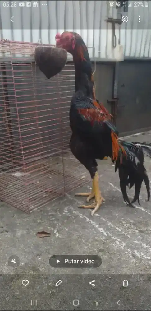Dijual ayam bangkok