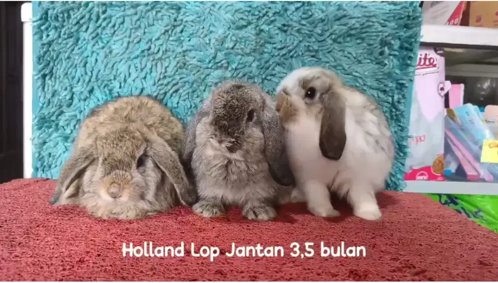 Anakan Kelinci Holland Lop usia 3.5 Bulan