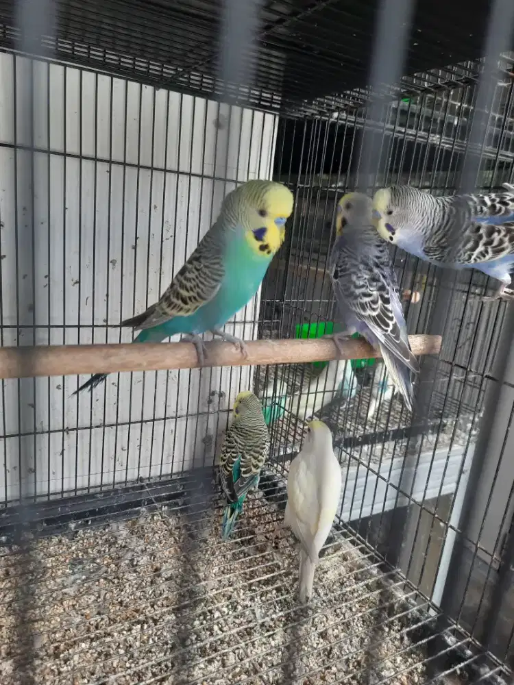 Burung parkit body besar