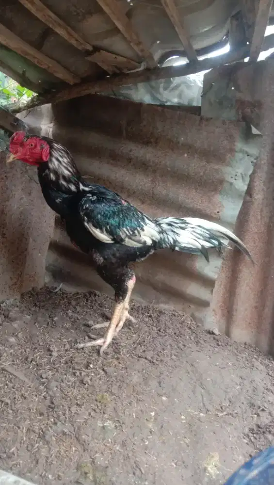 Ayam Siam jantan muda