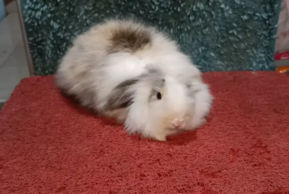 Indukan kelinci Fuzzy Lop BETINA usia 8 Bulan