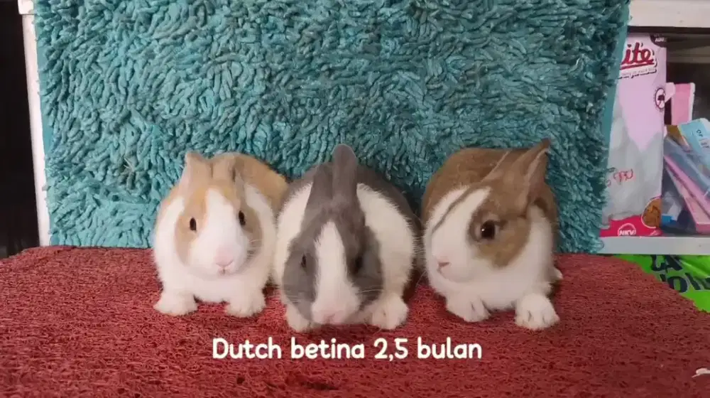 Anakan Kelinci Dutch usia 2.5 bulan hampir 3 bulan