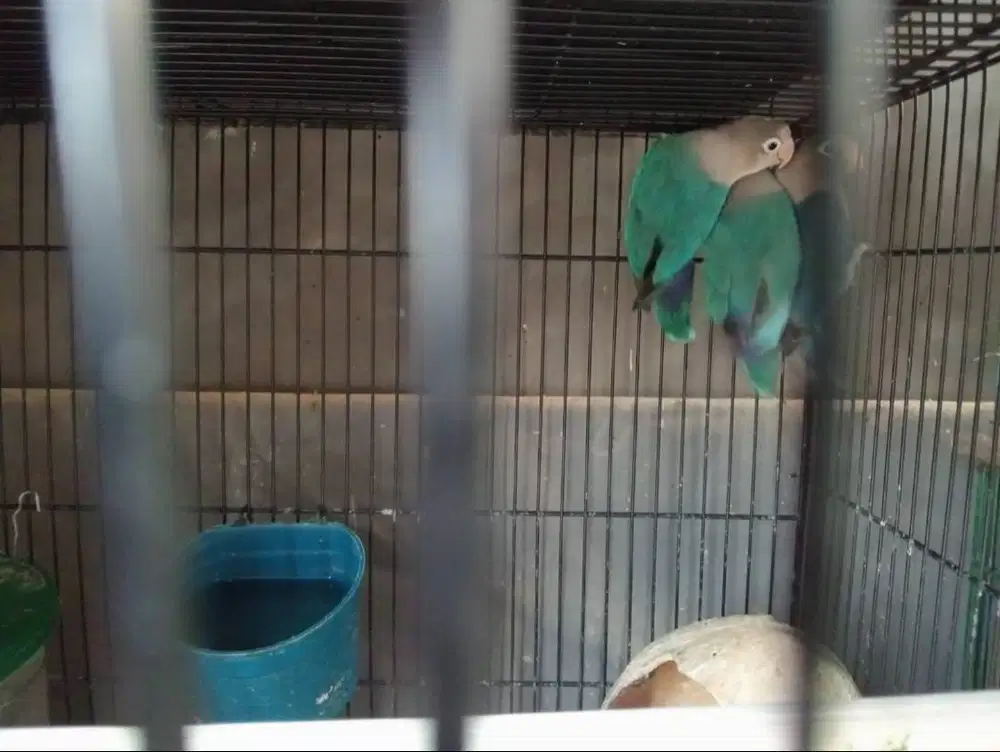 Dijual Cepat Lovebird di rad 6 ekor