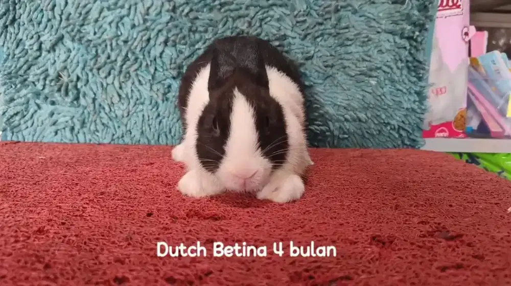 Anakan Kelinci DUTCH usia 4 Bulan Murah
