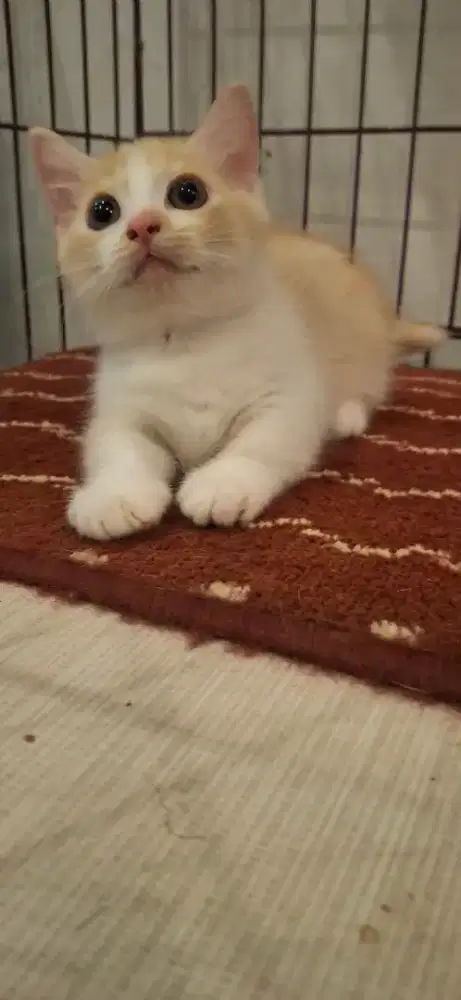 Munchkin ( cebol)