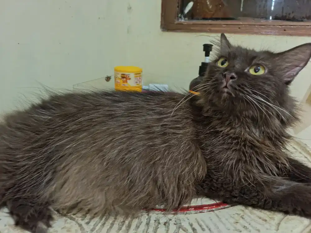 kucing maine coon