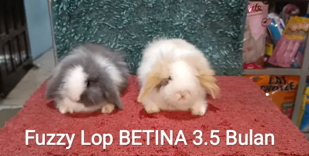 Anakan kelinci Fuzzy Lop usia 3.5 Bulan