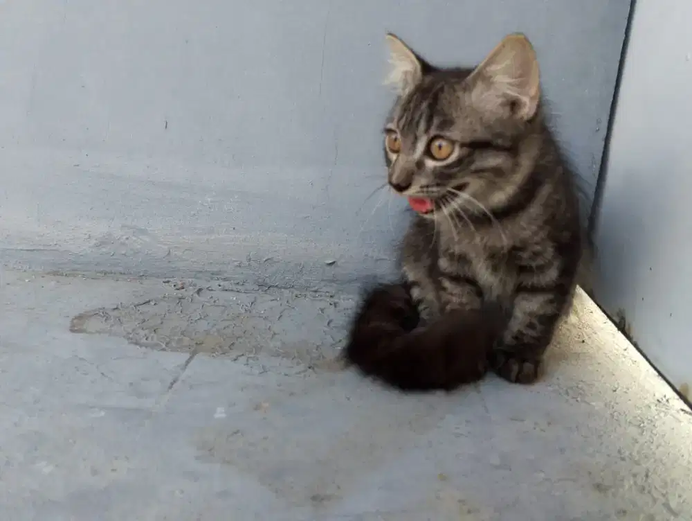 Jual kitten persia NS marbel Persia pure betina