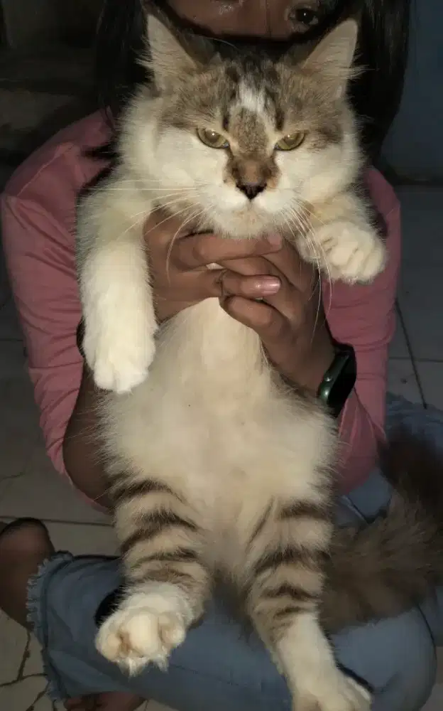 Anabul bulu kemoceng
