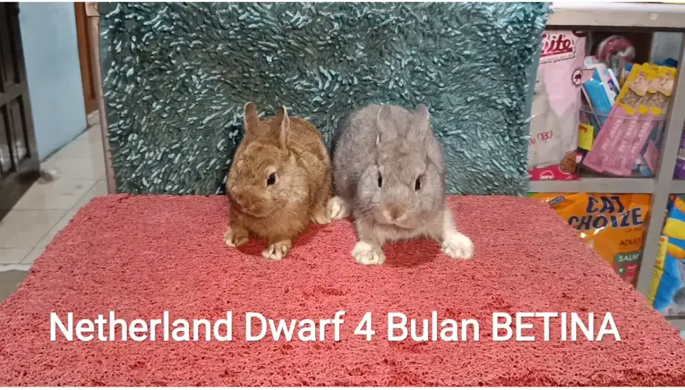 Kelinci Netherland Dwarf 4 Bulan lebih