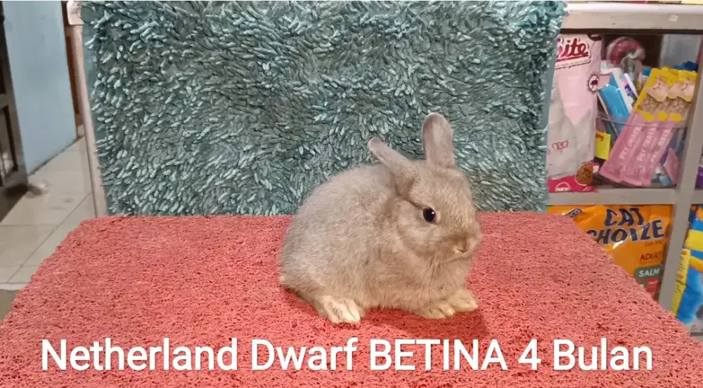 Anakan Kelinci Netherland Dwarf 3 Bulan lebih