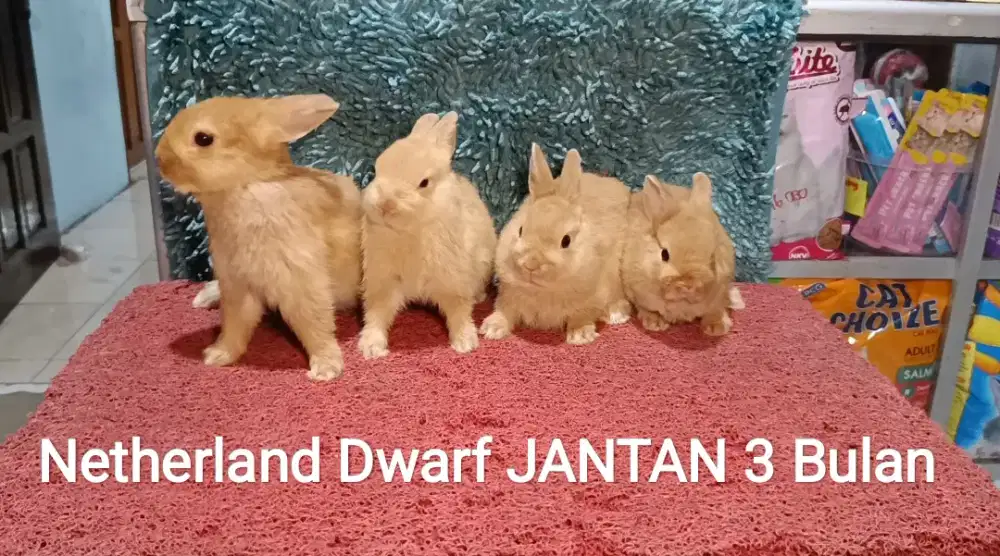Anakan Kelinci Netherland Dwarf 3 Bulan lebih warna oren