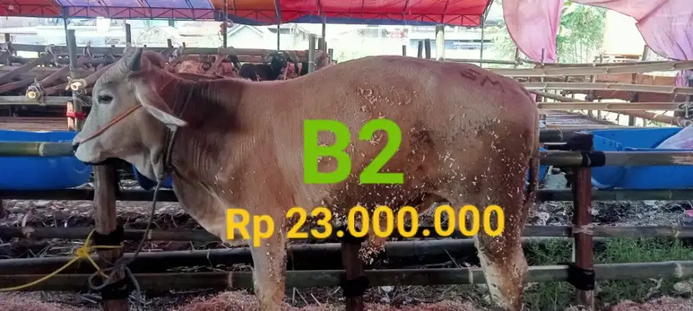 Kami depot bandar domba & sapi Menyediakan hewan Qurban bersyariat