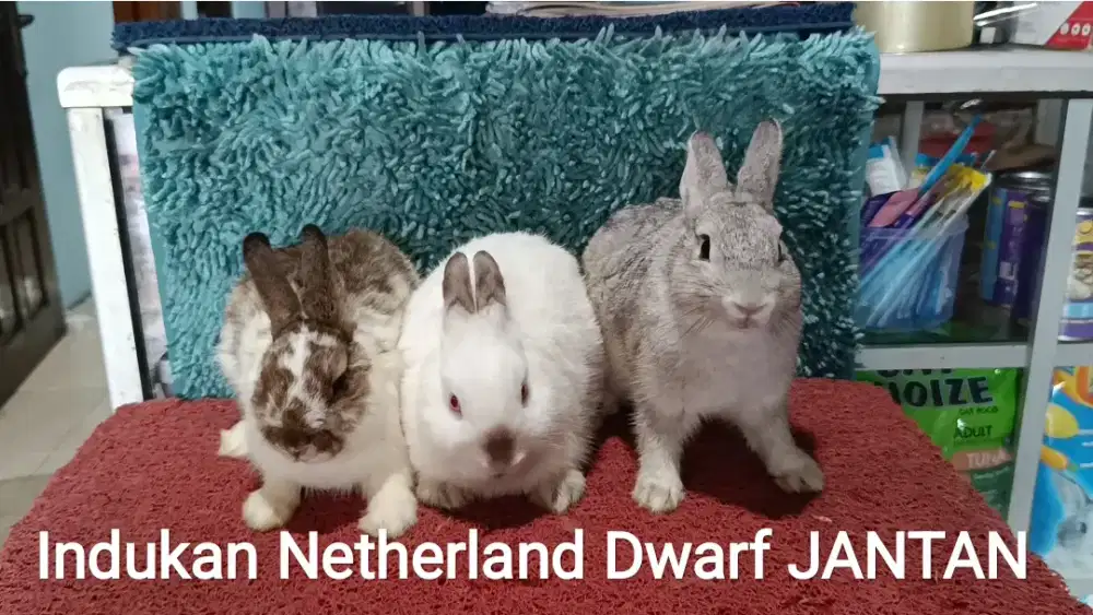 Indukan Kelinci Netherland Dwarf Siap Produksi