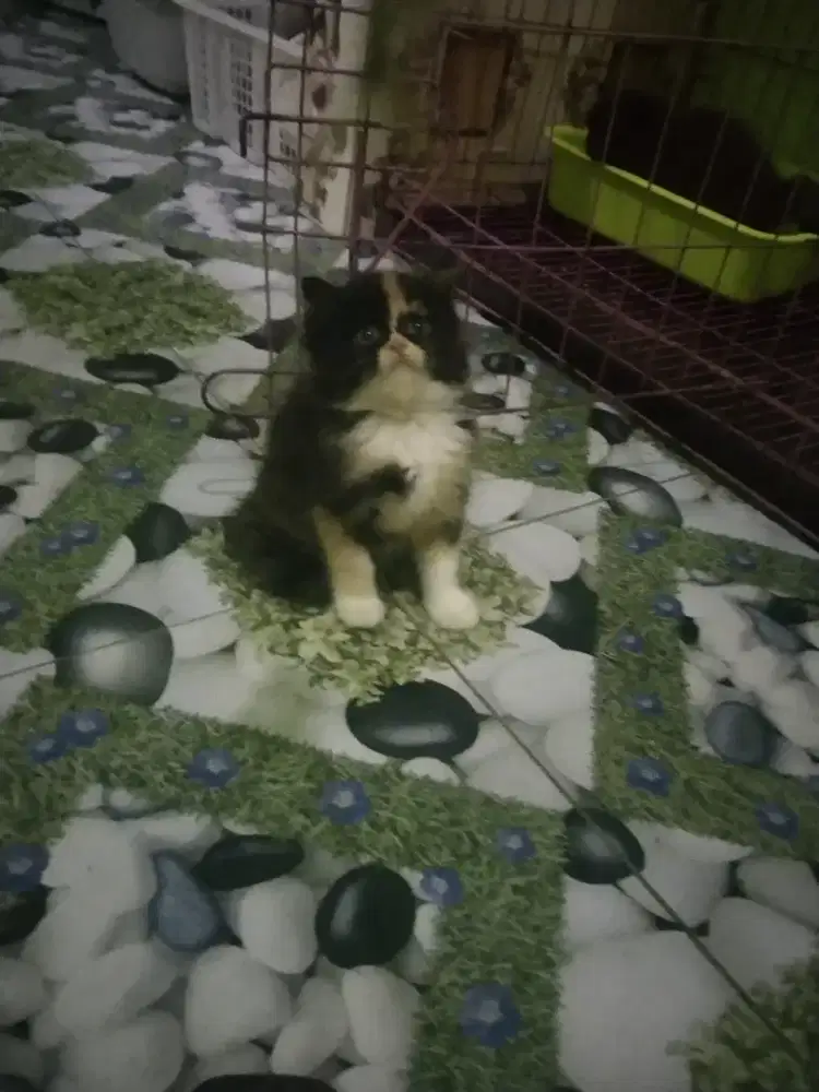 Persia Calico betina 2 bulan muka lucu kaya topeng