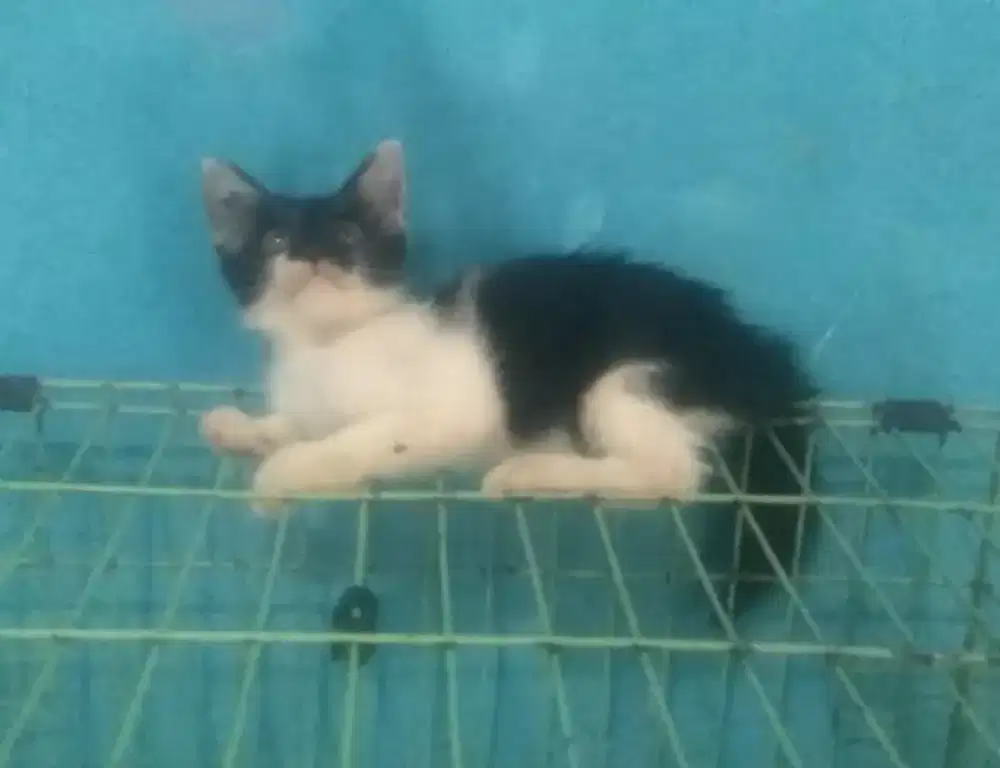 Kucing kitten persia mix betina