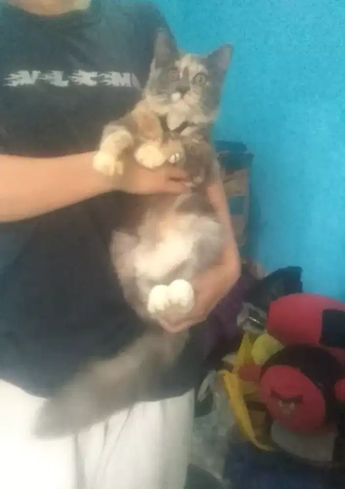 Kucing kitten Calico dilute betina