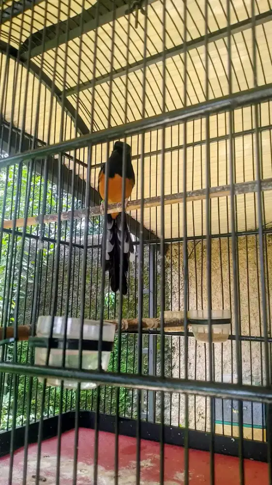 Murai batu balak 8