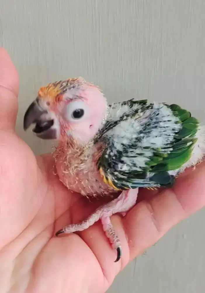 Dijual Burung sun conure lolohan
