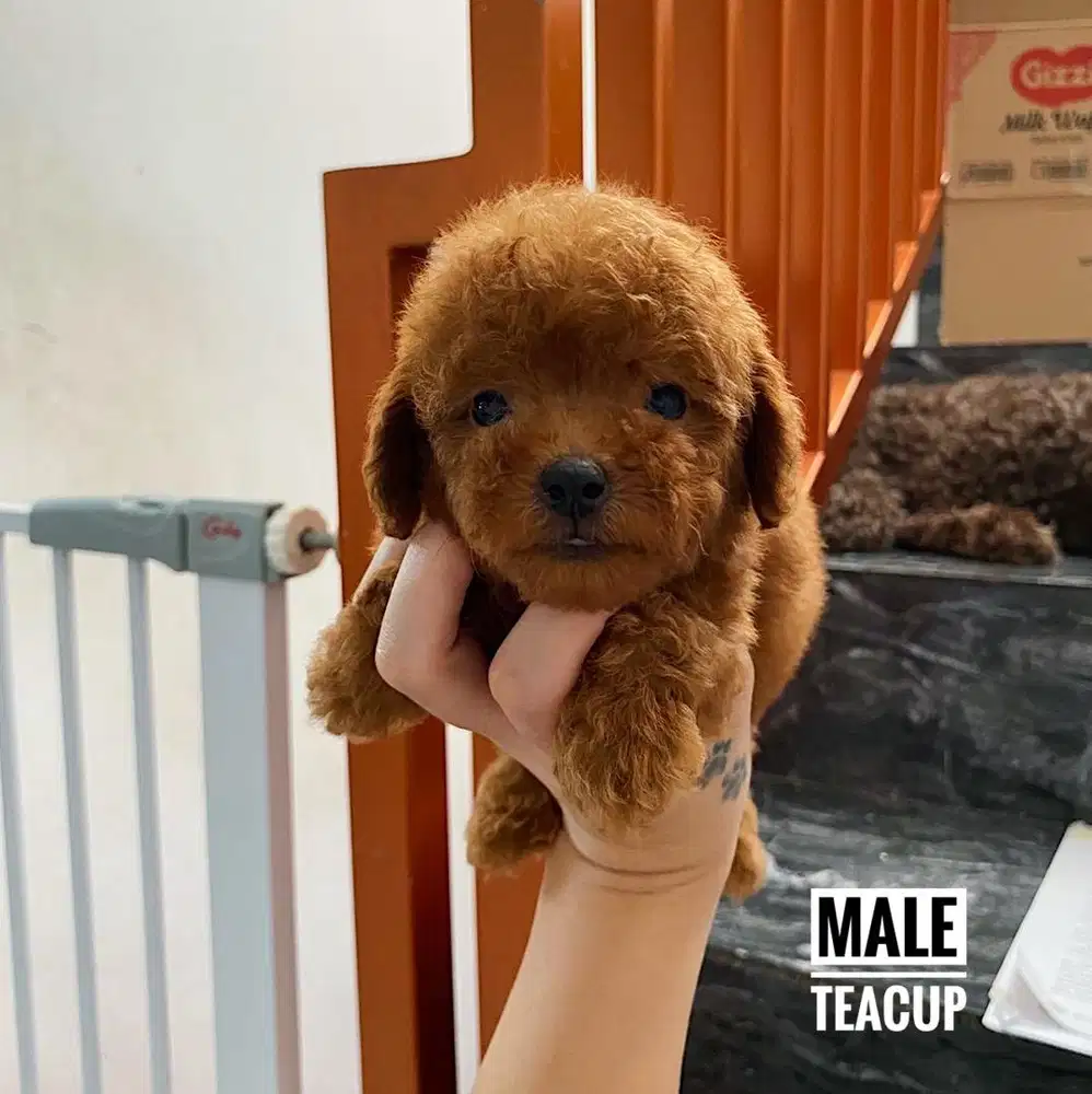Poodle murah banget