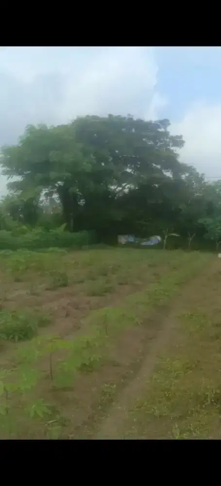 Jual kebun luas tanah 1000 meter