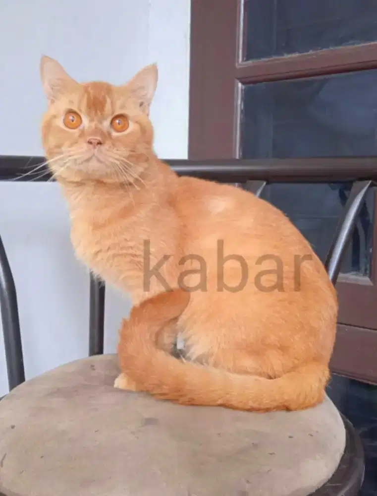 Kucing british shorthair BSH