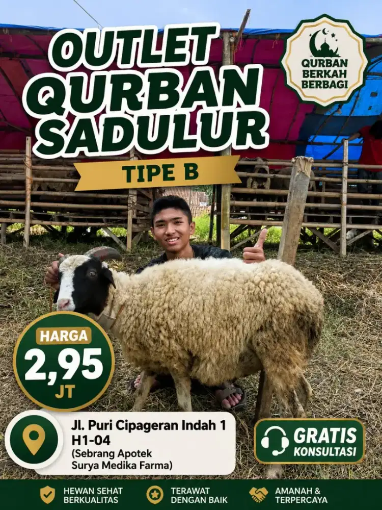 Domba qurban sadulur