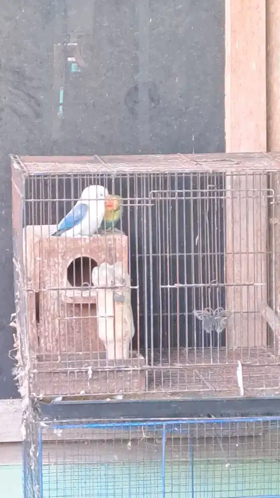 Sepasang induk lovebird produksi 2x warna bagus