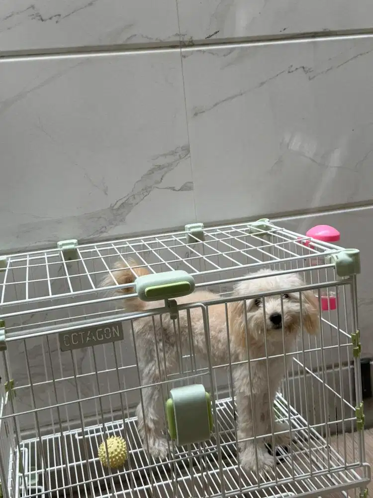 Di jual anjing ras malipoo usia 6 bulan