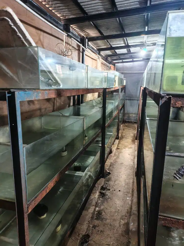 AQUARIUM EX IKAN AIR TAWAR 100 x 50 x 30 CM