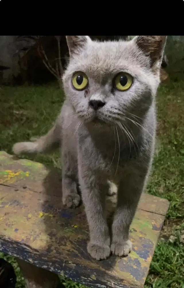 indukan bsh ligth blue selesai kawin