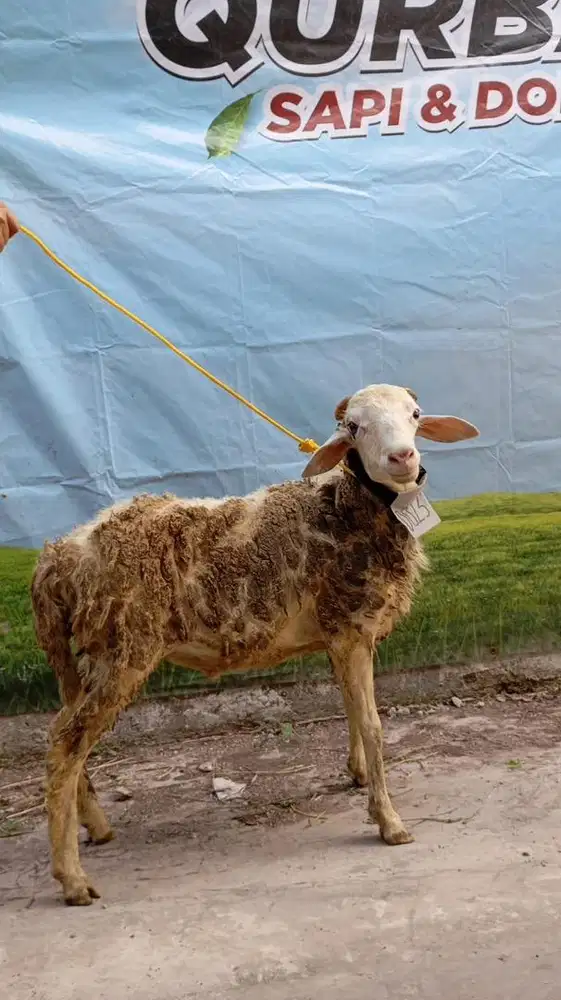 Domba Qurban Murah Bandung