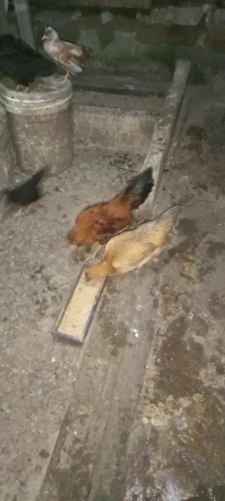 Polan jantan mix