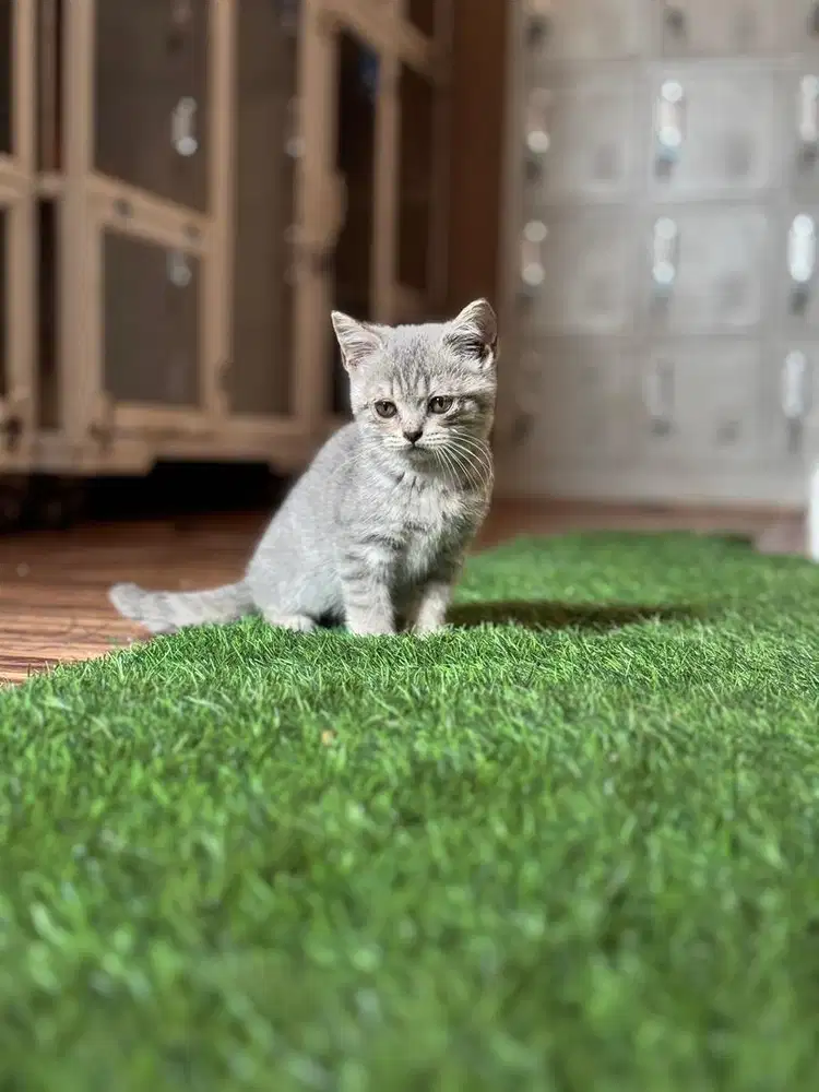 BSH kitten white solid & blue ticked