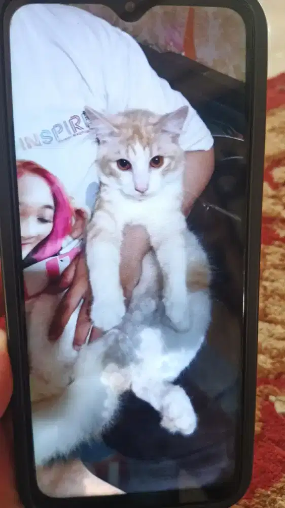 Kucing kesayangan open adop gratis
