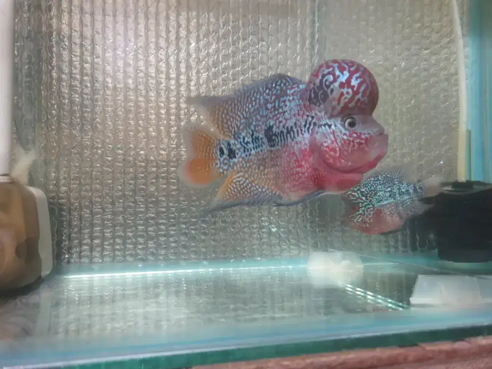 Sepasang louhan Male & Female (kamfa & Srd)
