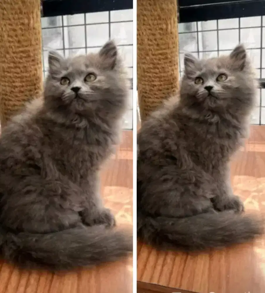 Kucing kitten British longhair Bluesolid