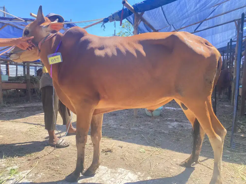 Sapi Madura Gratis Jagal