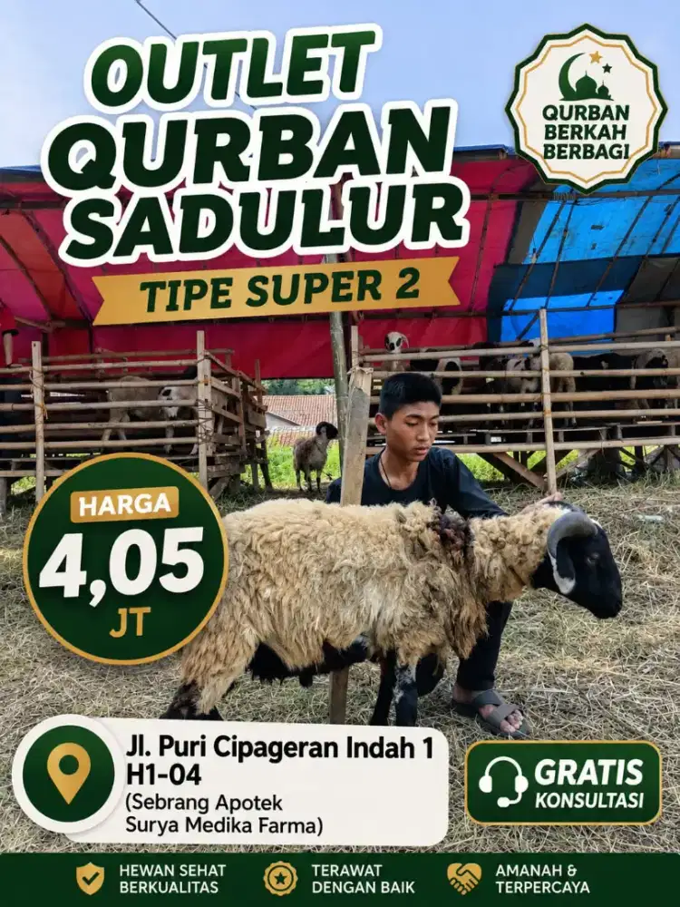 Domba qurban sadulur