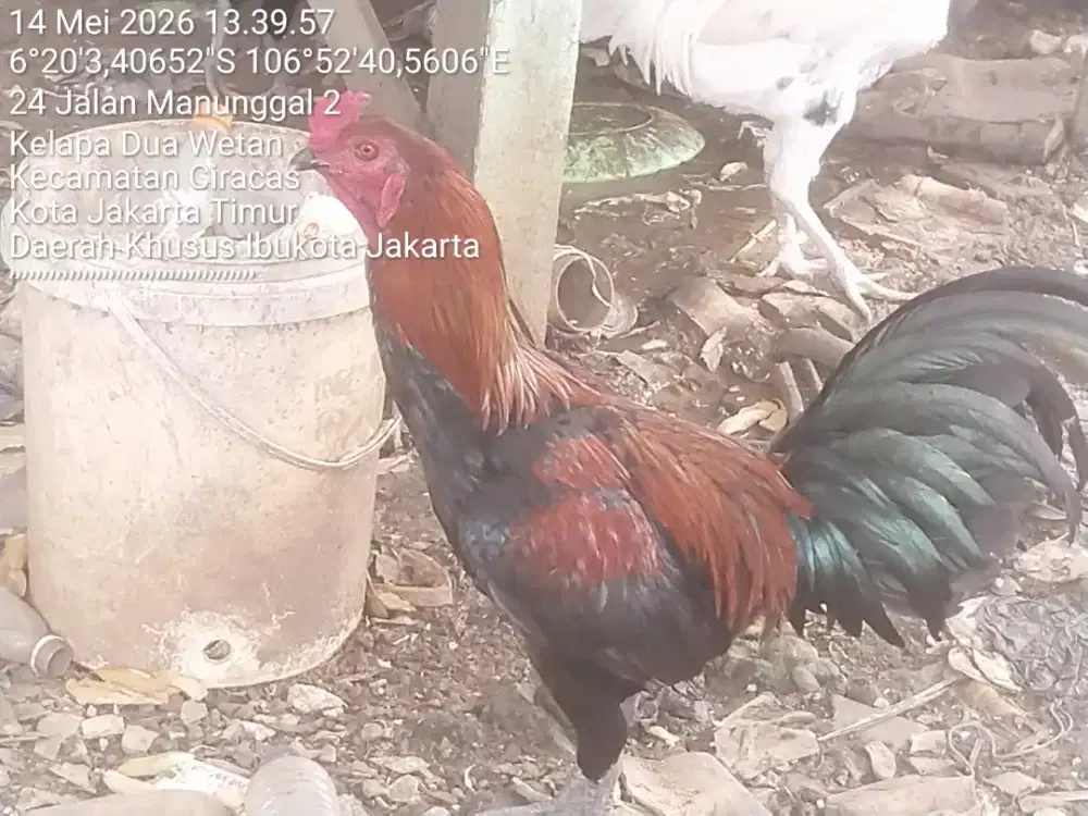 Ayam kampung bukan bangkok bukan pelung bisa kawin todong