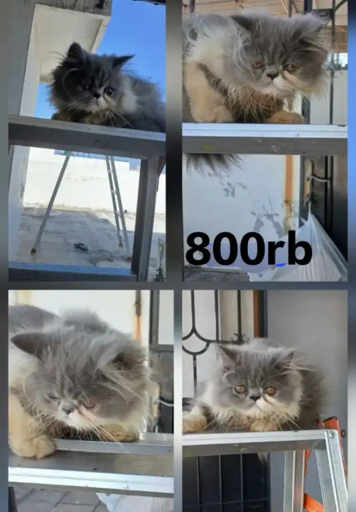 DIJUAL KUCING RAS SHORT HAIR /LONG HAIR