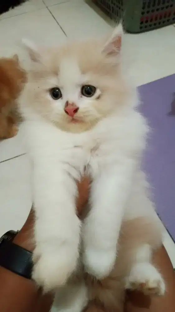Kitten mix regdoll Norwegia