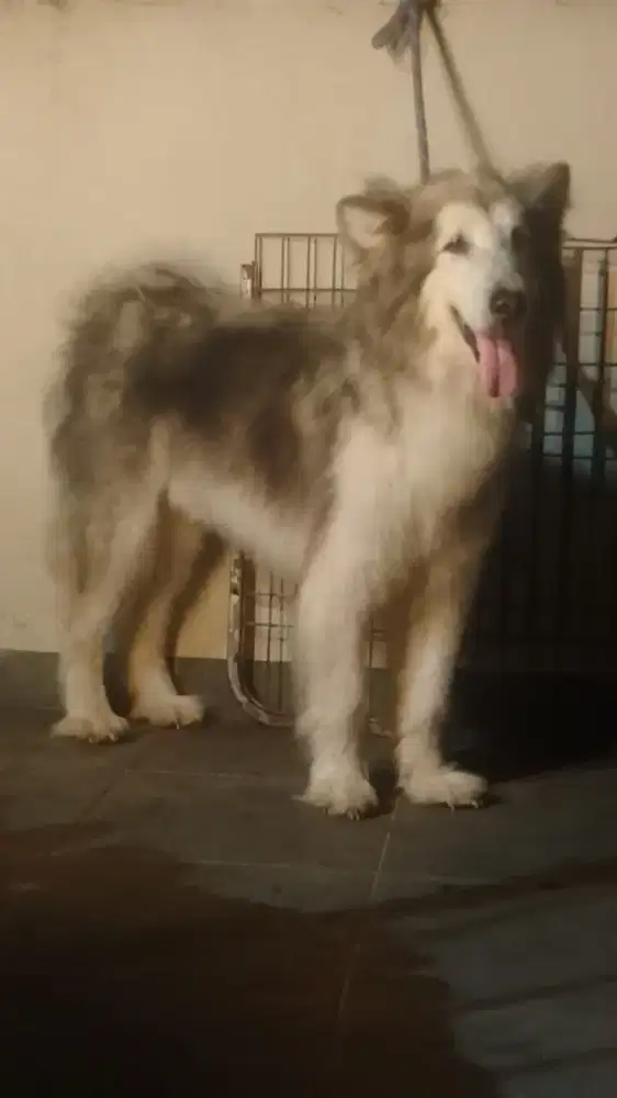 Alaskan malamute hiba