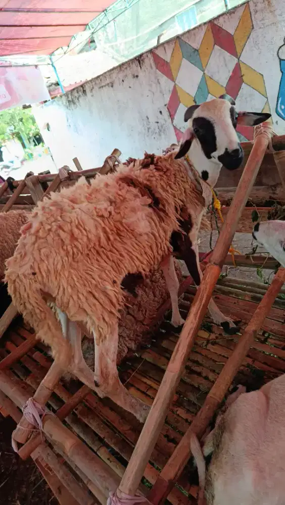 JUAL SAPI DOMBA QURBAN